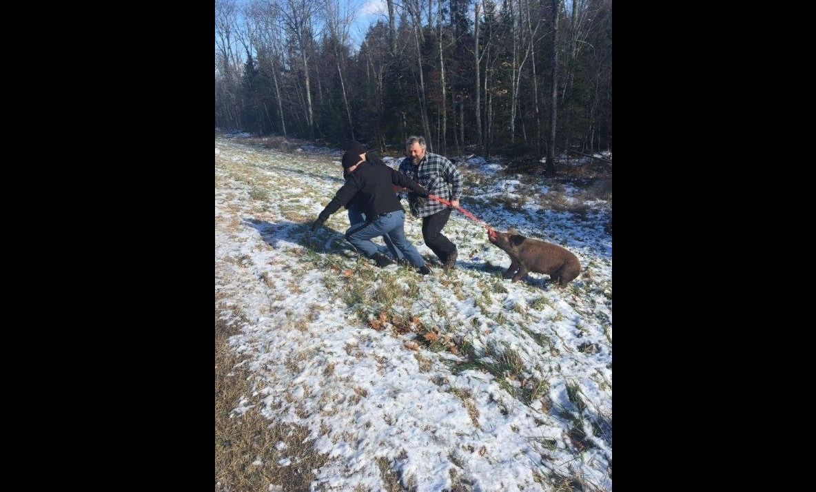 La policía dice que fue vista varias veces durante la semana pasada, pero logró eludir la captura. (Katy Englandvia)