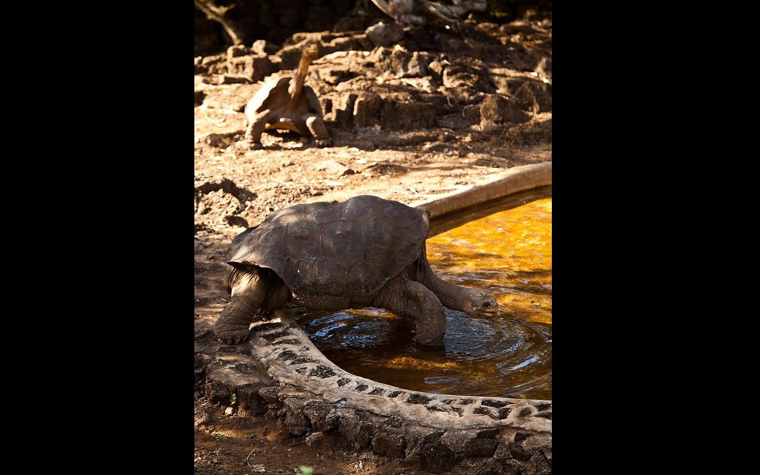 Fotografia de la tortuga Solitario George en la isla Santa Cruz, Galápagos. EFE/Archivo