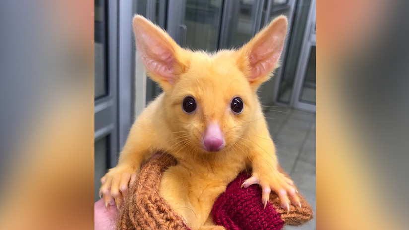 Foto: Facebook / Boronia Veterinary Clinic