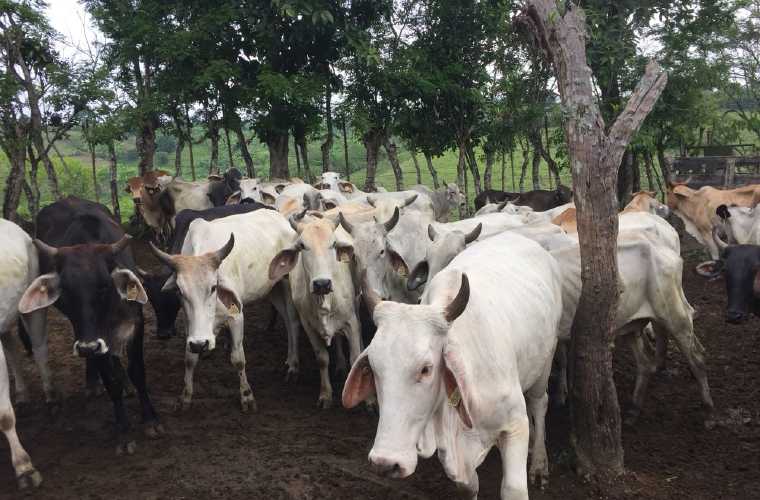 Se informó a este medio que no se están sacrificando animales en los mataderos de Dolega, David, Barú y Boquete. Foto: José Vásquez
