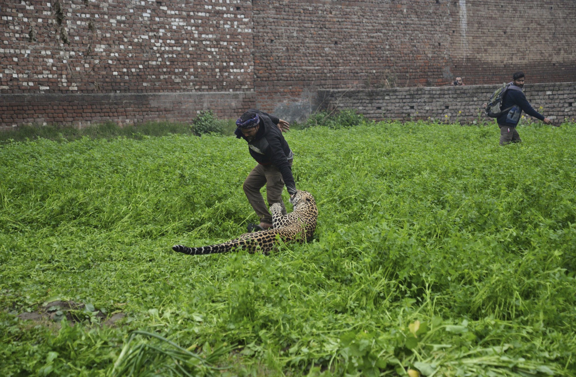 Leopardo ataca después de vagar por una zona residencial de Jalandhar. AP