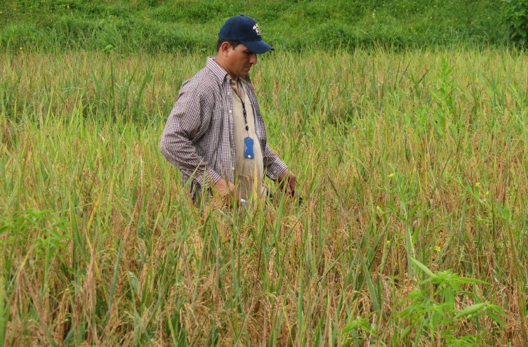 Los productores de arroz que incursionarían en esta actividad son aquellos que por años han mantenido cultivos de subsistencia. Foto/José Vásquez