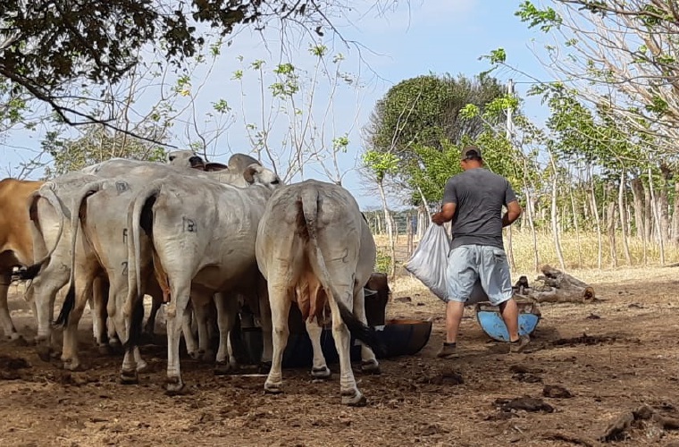 Algunos productores no descartan que la sequía pueda llegar a los extremos vividos en los veranos del año 2015 y 2016. Thays Domínguez
