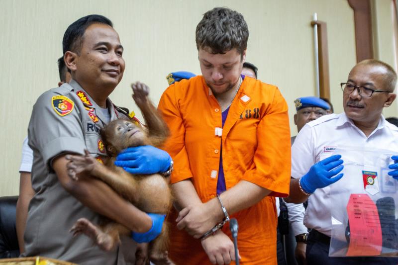 El sospechoso ruso Andrei Zhestkov (c) es escoltado por un policía que sostiene en brazos al orangután de dos años que supuestamente iba a ser vendido ilegalmente en Rusia. EFE