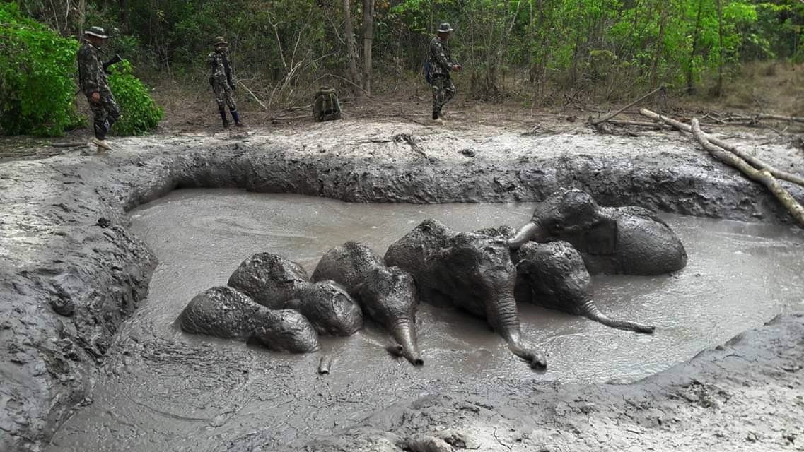 agentes del Parque Nacional que se preparan para sacar a seis crías de elefante atrapadas en un charco de lodo en el recinto, en la provincia de Nakhon Ratchasima, en el noreste de Tailandia. AP
