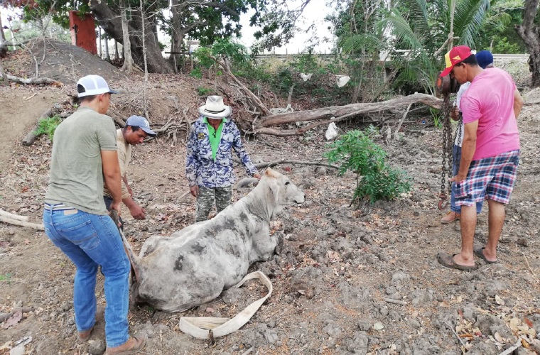 Los productores aseguran que en cada finca de la región se presentan reses muertas, principalmente por debilidad. Thays Domínguez