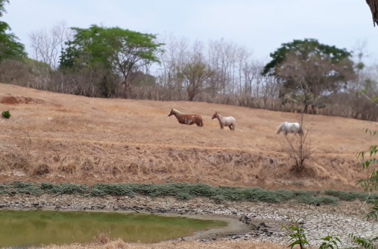 Según productores, unas mil reses podrían haber muerto por la falta de agua y alimento; piden ayuda gubernamental. Thays Domínguez