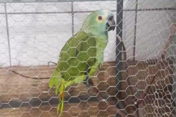 El loro fue detenido por la policía, pero será trasladado a un zoológico a principios de la próxima semana. Foto: Police Handout