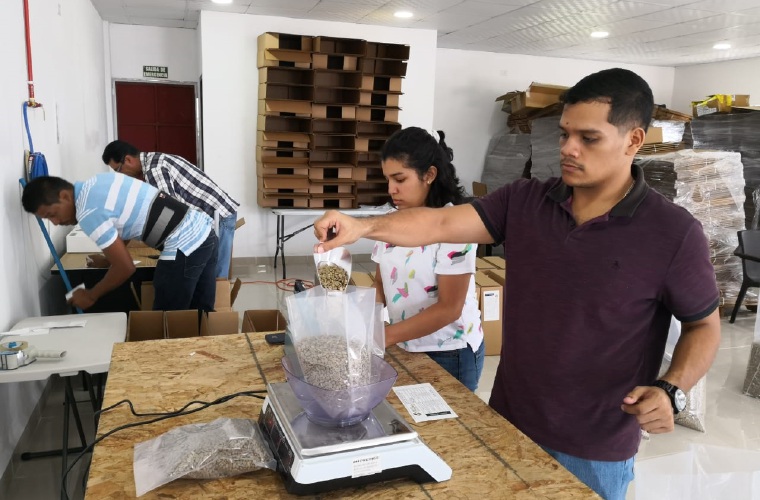 Los lotes recibidos son tratados cuidadosamente y son pesados y empacados al vacío en bolsas de 50 libras para exportar. José Vásquez 