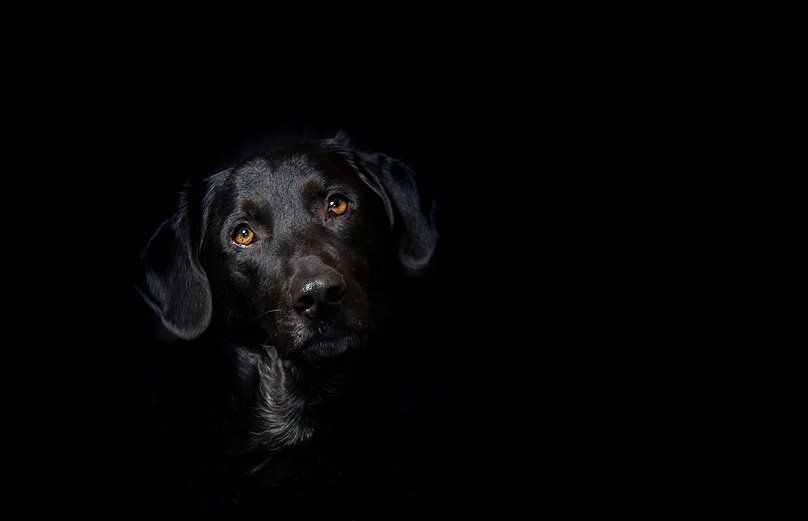 Foto: Ilustrativa - Pixabay