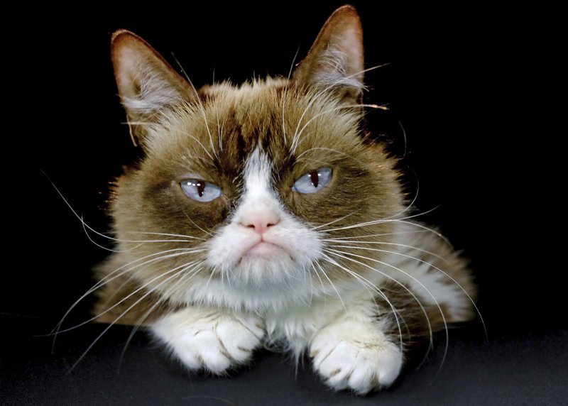 En la imagen "Grumpy Cat" .  Foto: AP