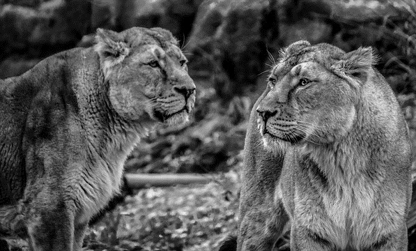 Foto: Ilustrativa - Pixabay