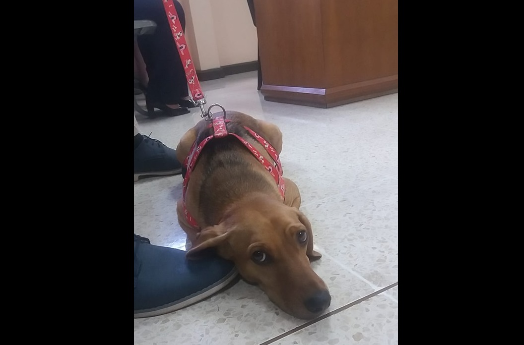 Foto: Animales Atenas Costa Rica