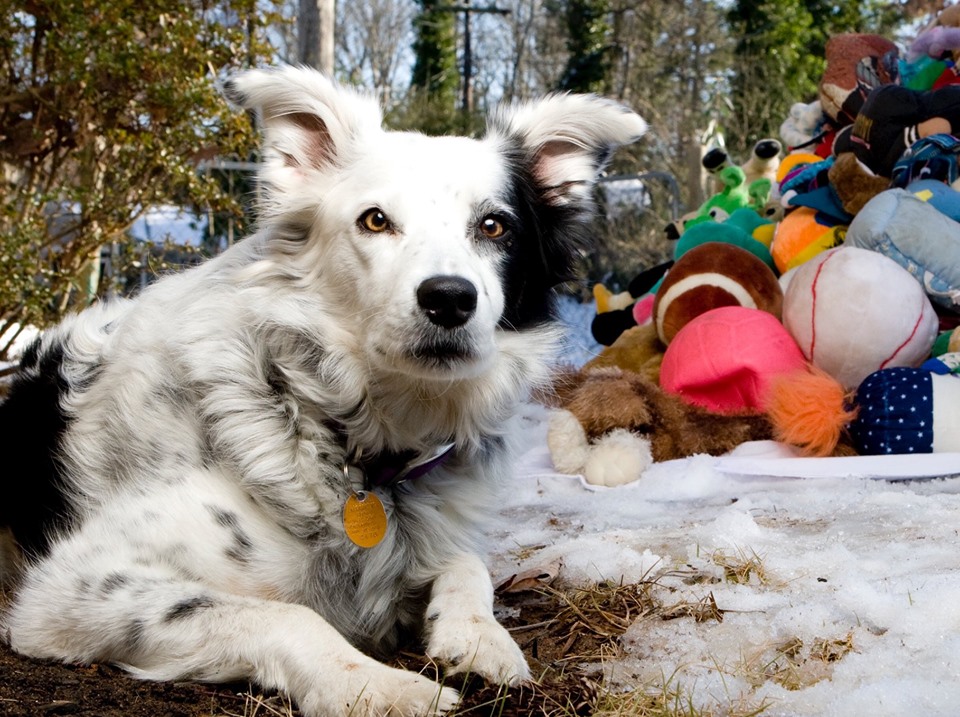 Foto: Facebook / Chaser the Border Collie