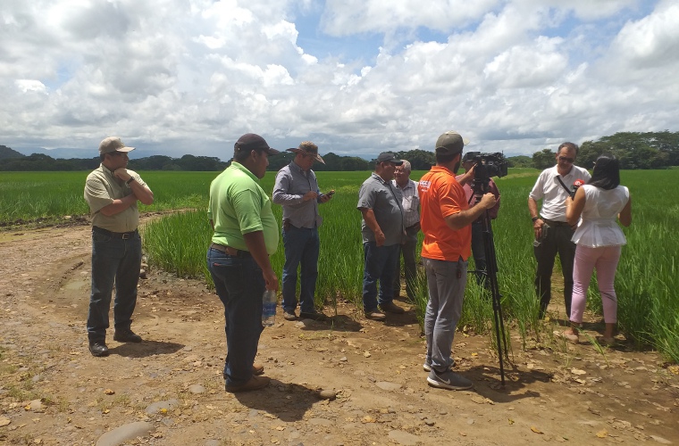Inició el periodo de cosecha del ciclo agrícola 2019-2020, lo cual garantiza que hay suficiente arroz.  Foto/José Vásquez