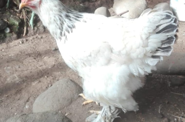 El plumaje de las Brahma llega hasta los tarsos.  José Vásquez