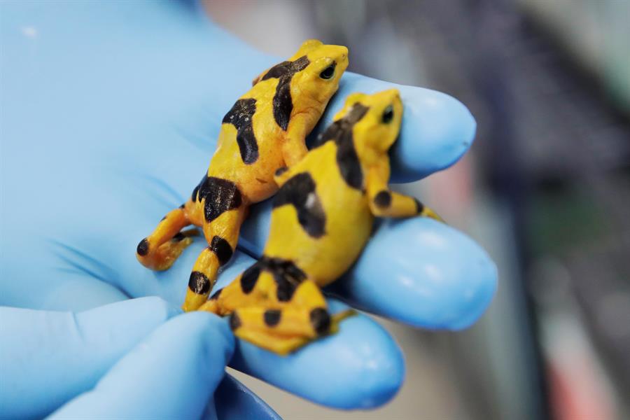 Vista de dos ranas doradas este miércoles en el centro de investigaciones del Instituto Smithsonian de Investigaciones Tropicales (STRI, por sus siglas en inglés) situado en Gamboa, una selva tropical aledaña a Ciudad de Panamá (Panamá). EFE