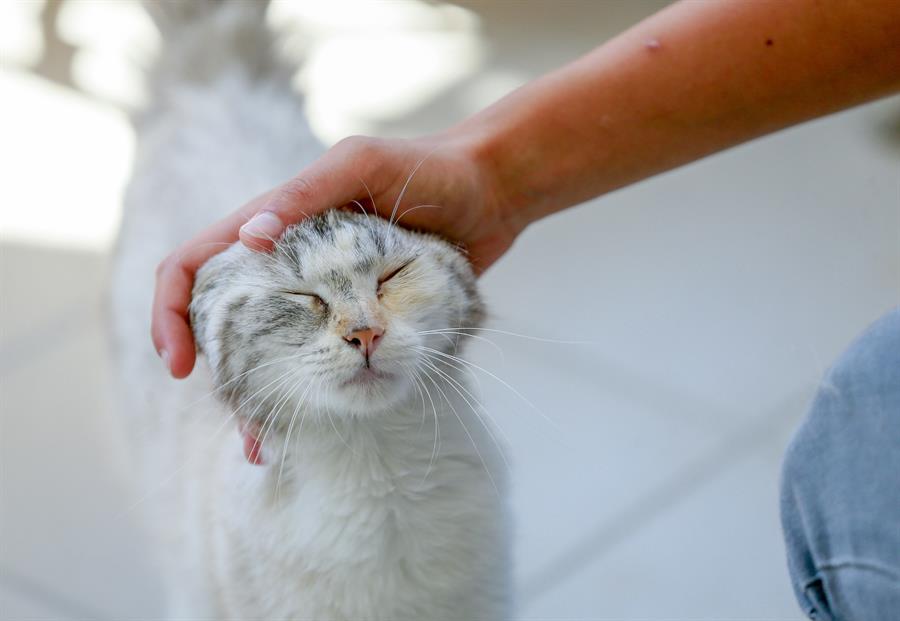 La prueba se aplicó tanto a gatos pequeños como a adultos. De los 70 gatos, un 64,3 % fue considerado con apego de forma segura y un 35,7 % como inseguros. EFE