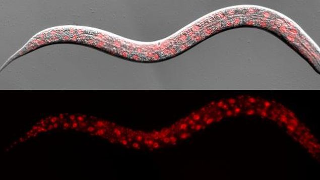 Imagen: Instituto español de Investigaciones Biomédicas de Bellvitge 