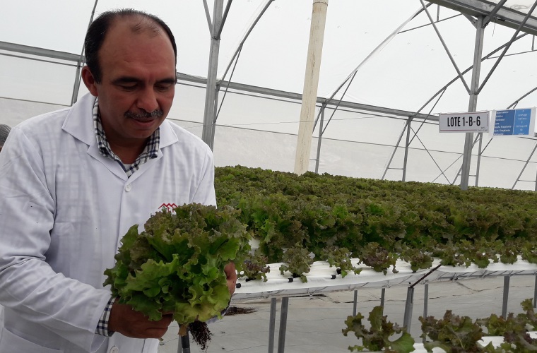 Para diciembre de este año, se tiene previsto inaugurar un tercer invernadero para el cultivo de los productos hidropónicos.  Mayra Madrid 