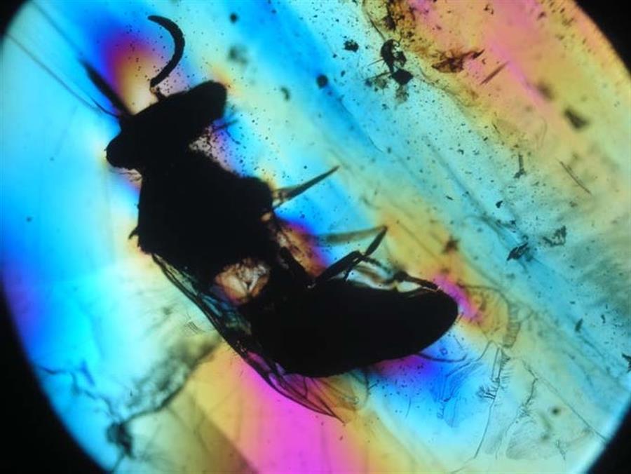 "Avispa de la especie Prosphex anthophilos en vista ventral con una nube alrededor de granos de polen de una angiosperma primitiva (longitud corporal poco más de 4mm). EFE