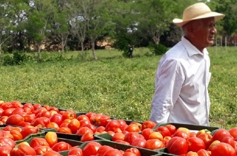 En esta actividad agropecuaria que se desarrolla en la provincia de Los Santos participan unos 75 tomateros. Thays Domínguez