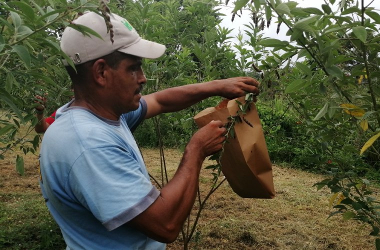 El hongo Colletotrichum Cajani, causante de la Antracnosis, ha provocado graves pérdidas a los productores de guandú. Foto/Eric Montenegro
