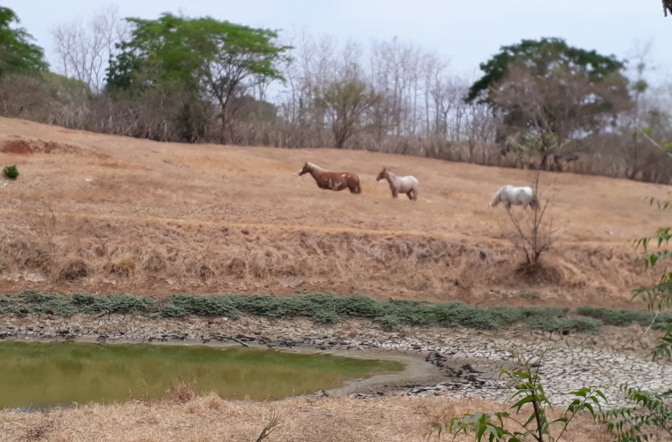 La sequía este año será más dura, según los productores. Foto/Thays Domínguez