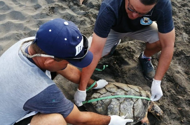 Esta es la tortuga marina con más distribución tropical, se encuentra en ambos océanos. Mayra Madrid