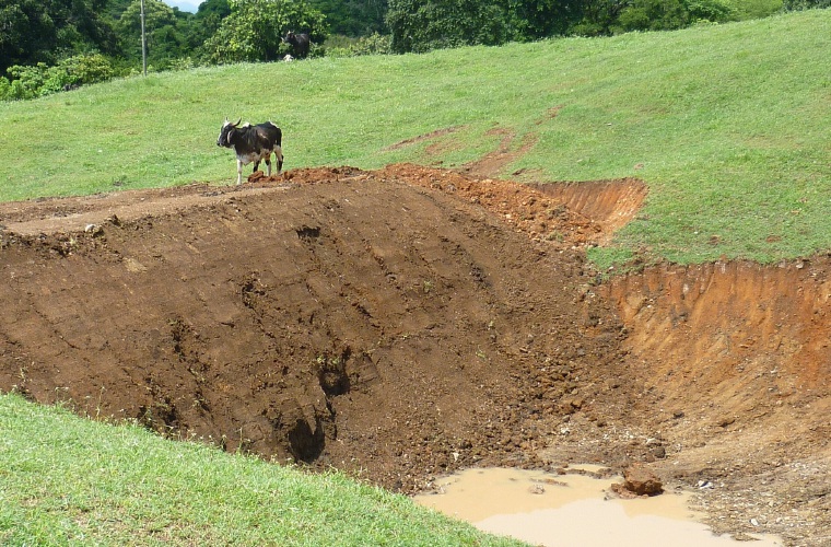 Los ganaderos de esta región en Azuero, aseguran que la temporada seca será muy difícil y cada día la situación es más crítica.  Thays Domínguez