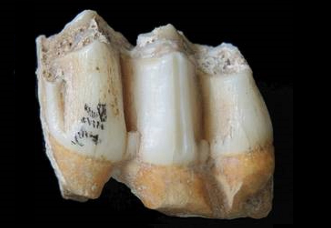 Foto: INSTITUTO MAX PLANK/NICOLAS BOURGON