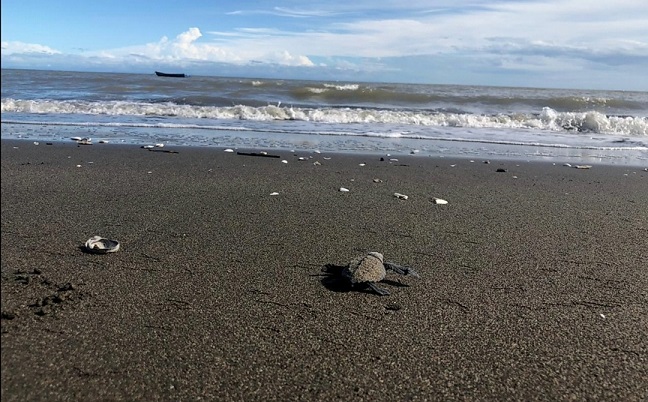 Moradores tuvieron la oportunidad de cuidar a la tortuga desde su arribo a la playa, así como en el desove y nacimiento de las crías.
