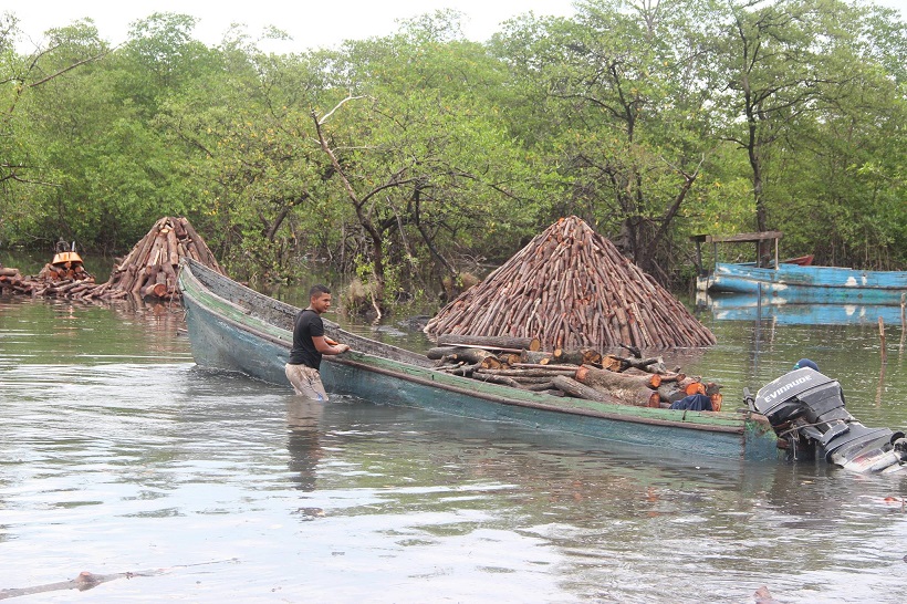 Quienes viven de los manglares deben sumarse a los esfuerzos de reforestación.
