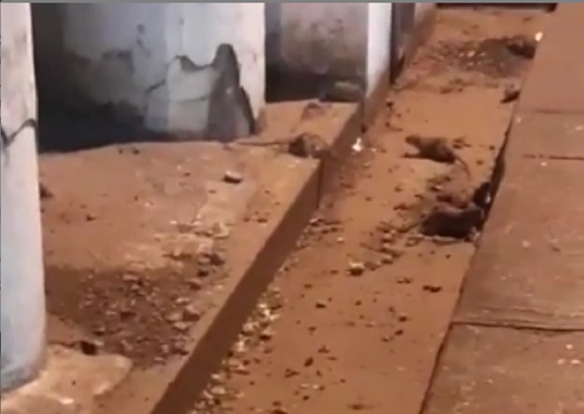 Solicitan al Minsa que realice las acciones necesarias para erradicar a estas alimañas.