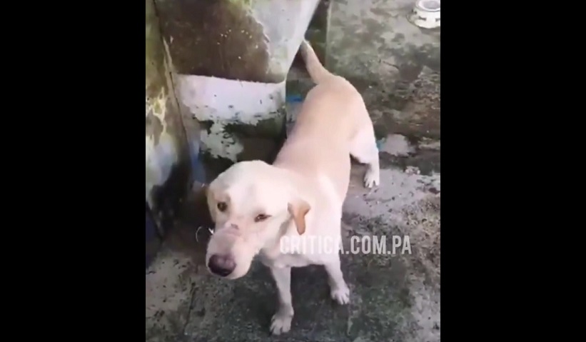 Piden ayuda a las autoridades para solucionar este problema.