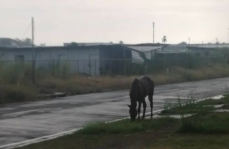 Temen que el animal pueda patear a alguna persona o algún perro.