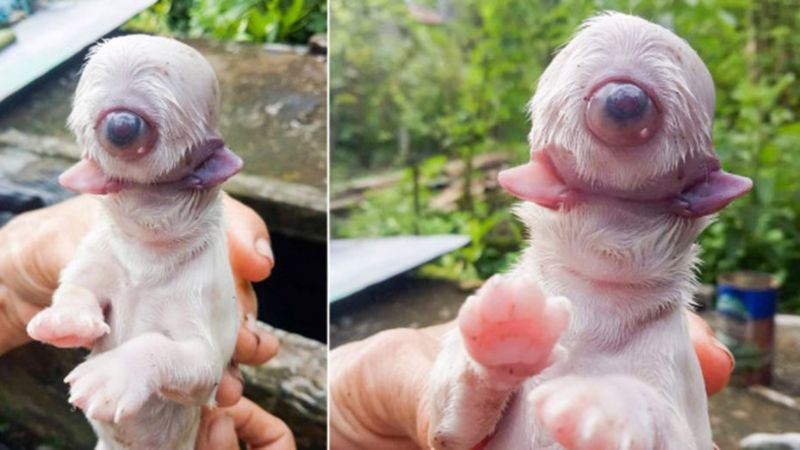 El can solo tenía un ojo, bastante prominente. Foto: El Nuevo Día