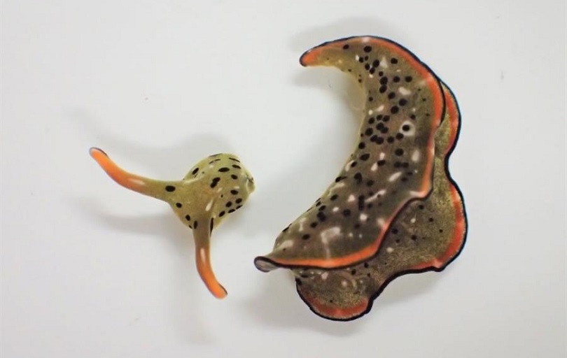 Cabeza y cuerpo de una Elysia cf. marginata, un día después de la separación. 