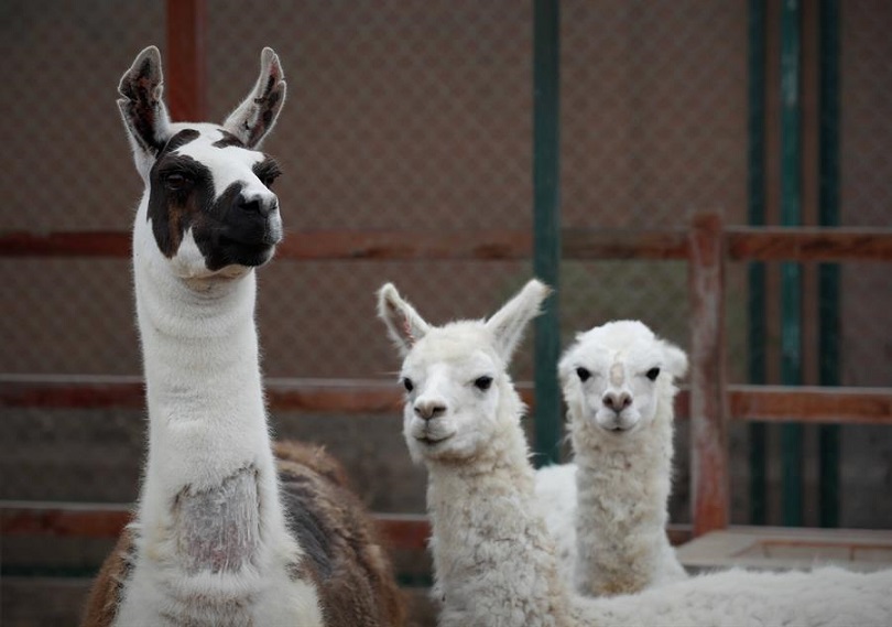Una llama (izda), en compañía de dos alpacas. EFE-Archivo