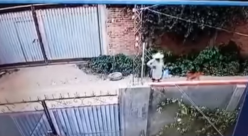 La grabación muestra que un perro la ataca y la hace caer al suelo e inmediatamente más canes se acercan a la señora para morderla.
