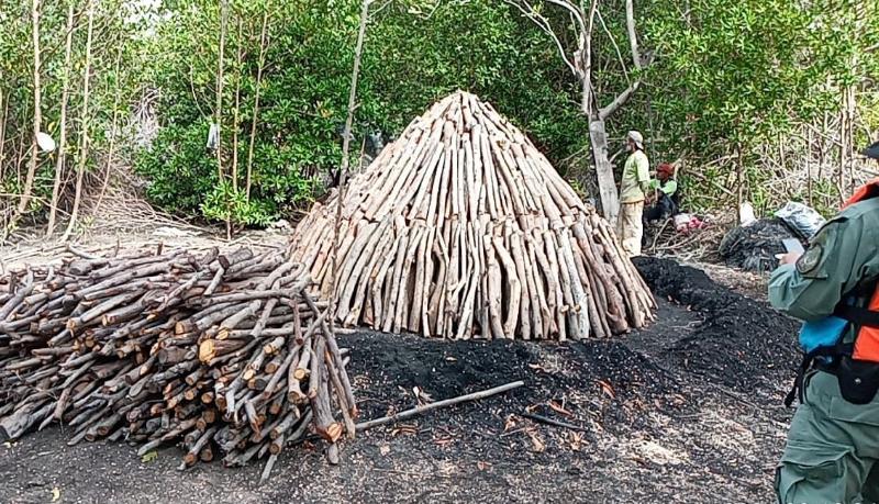 La extracción de mangle para la elaboración del carbón, ha sido por generaciones la principal fuente de empleo para las familias de Bejuco.