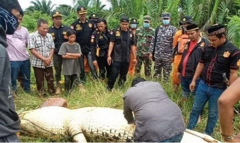 El reptil se tragó al niño de un solo bocado.
