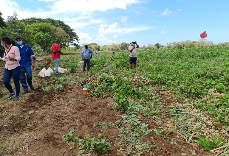 Las inundaciones del pasado viernes también afectaros a productores de sandía que mantenían cultivos en Río Grande.