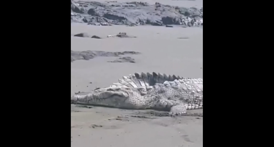 Al parecer el animal era muy viejo y estaba enfermo.