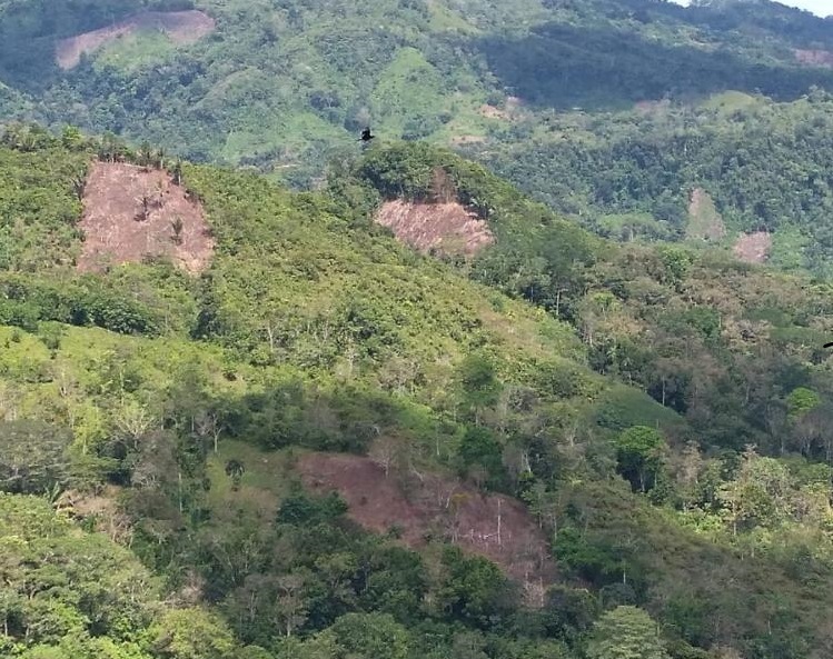 Los bosques y rastrojos talados se ubican en las comunidades de Cirí Grande, Peñas Blancas y Bajo Bonito en la provincia de Panamá Oeste.