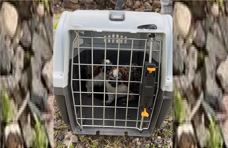 Los monos fueron reubicados en un hábitat natural para que interactúen con individuos de su misma especie.