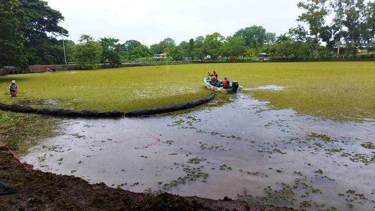 Se trata de la planta conocida como Silvina.