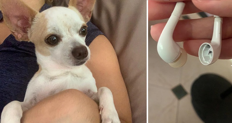 El pequeño  chihuahua continúa con la mala práctica de masticar y roer audífconos.