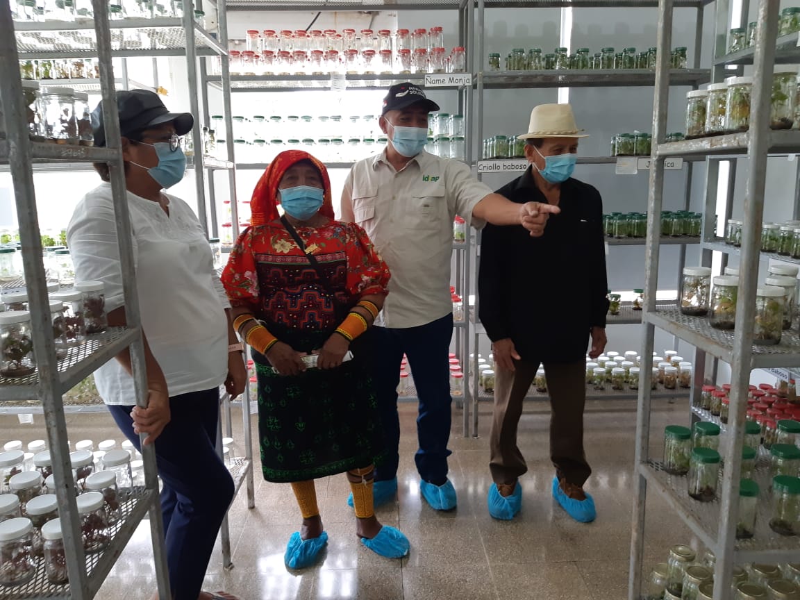 Las semillas entregadas poseen excelentes rendimientos en campo y resistencia a enfermedades.