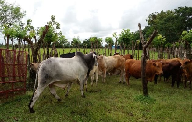 Los ganaderos señalan que están en disposición de dialogar con las autoridades.